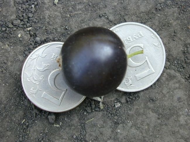 مقارنة جاليفر الكشمش بعملة معدنية مقارنة جاليفر الكشمش بعملة معدنية