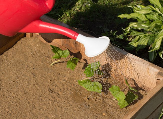 يتطلب صنف جاليفر الري بانتظام. يتطلب صنف جاليفر الري بانتظام.