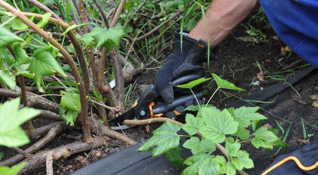 إكثار صنف جاليفر بالعقل إكثار صنف جاليفر بالعقل