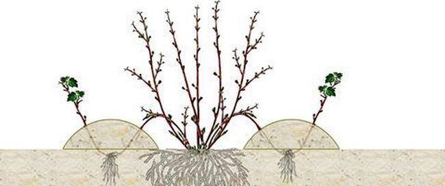 إكثار صنف جاليفر بالترقيد إكثار صنف جاليفر بالترقيد