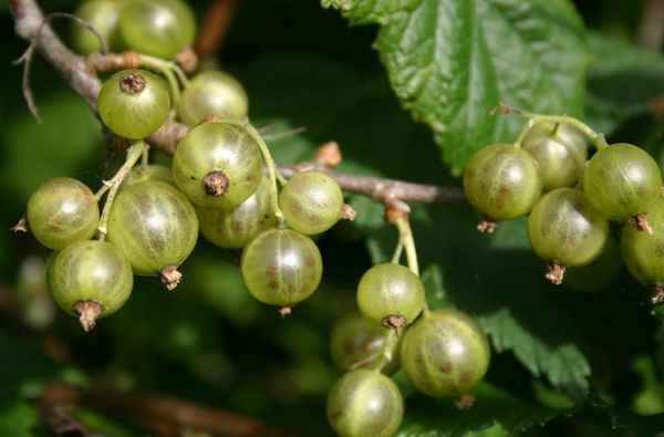 Žaliavaisių juodųjų serbentų smaragdo vėrinys
