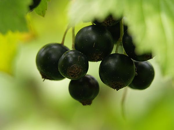 Juodųjų serbentų veislė Katyusha