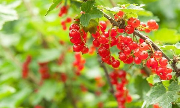 Geriausios raudonųjų serbentų veislės