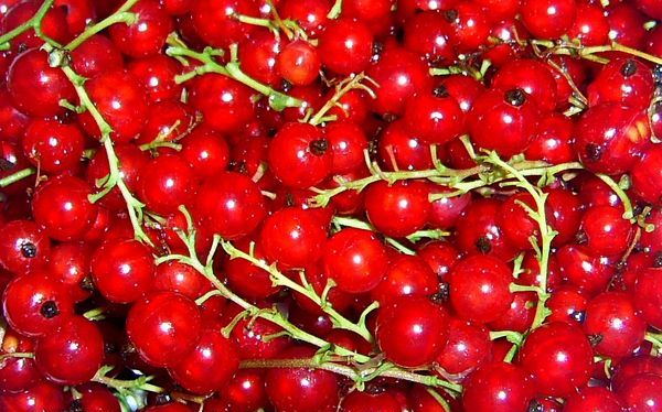 Prawidłowe sadzenie i pielęgnacja porzeczki czerwonej