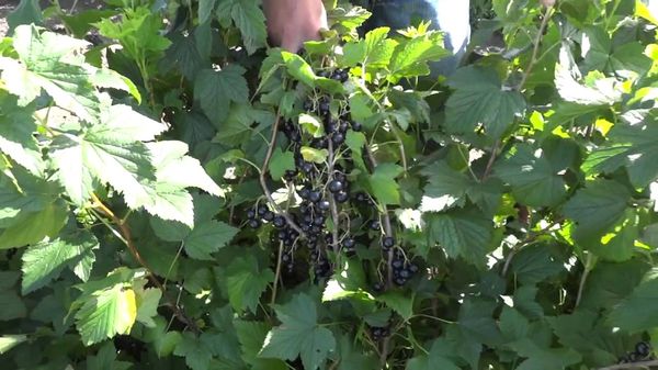 Nara labi panes sausuma periodus Nara labi panes sausuma periodus