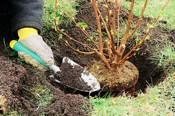 Augsne ir jāizrok un jāapmēslo Augsne ir jāizrok un jāapmēslo