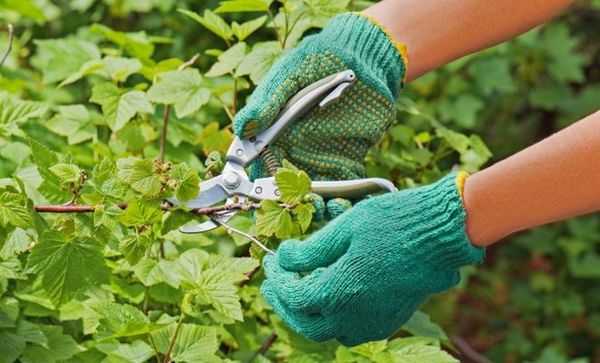 Pēc Nara pārstādīšanas tā ir jāapgriež. Pēc Nara pārstādīšanas tā ir jāapgriež.