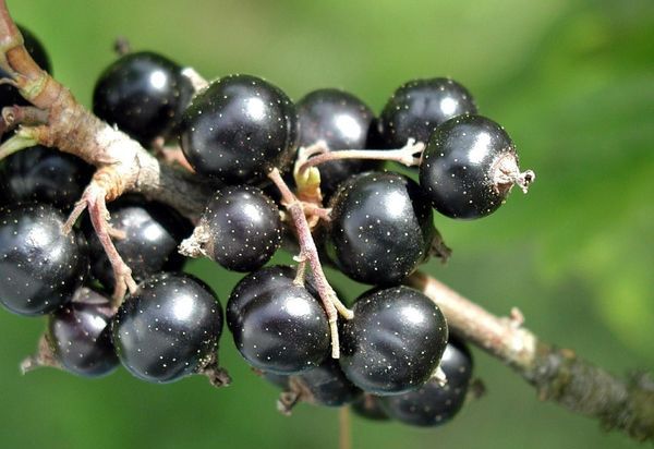 Serbentų veislė „Paprastas stebuklas“