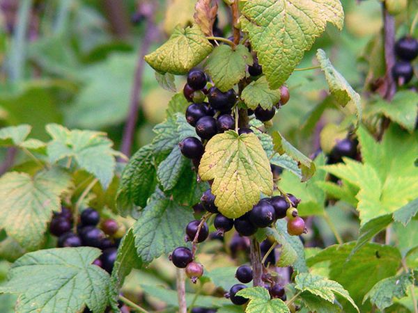 Owoce porzeczki są bogate w witaminy