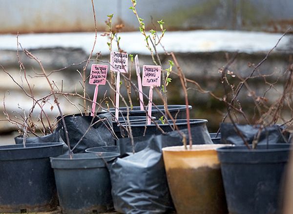 Det anbefales at plante ribs om efteråret.