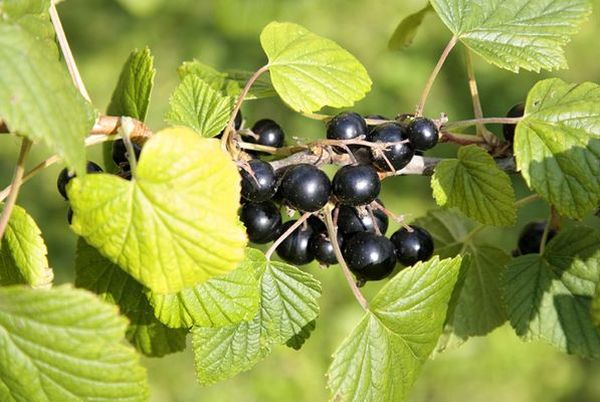 Juodųjų serbentų veislė „Treasure“