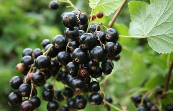 Solbær er et sundt bær