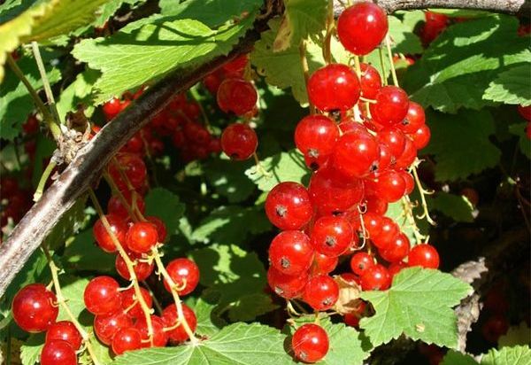 Serbentų veislė Ural Beauty