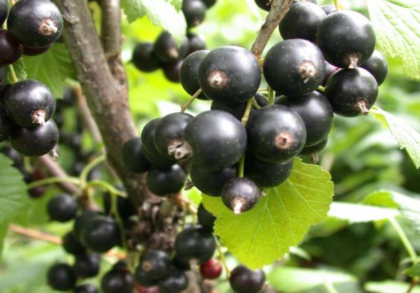 Schwarze Johannisbeersorte Valovaya