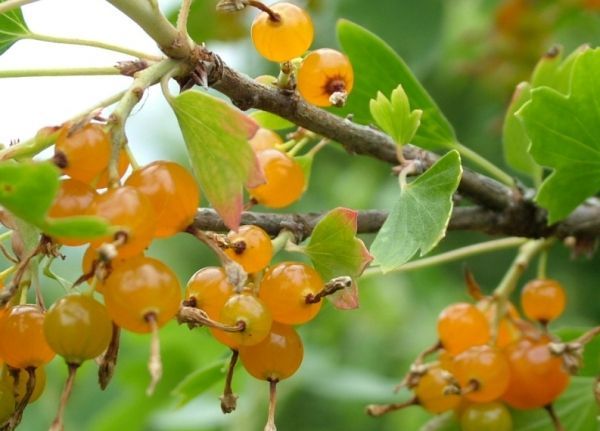 Unikali auksinių serbentų veislė