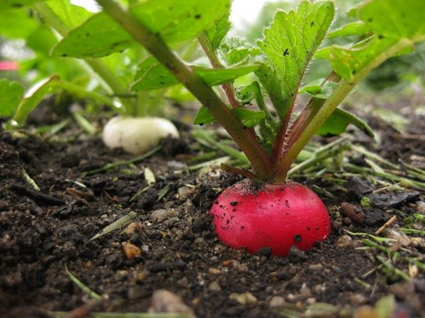 Radish is one of the healthiest vegetables