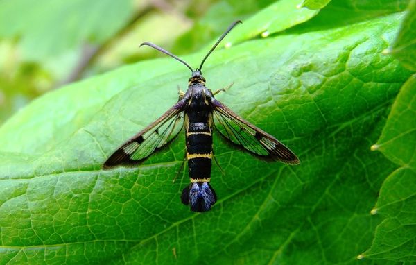 Serbentų šiltnamis ant serbentų krūmo