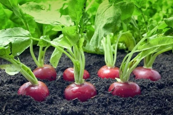 For a rich harvest, radishes need to be fertilized.