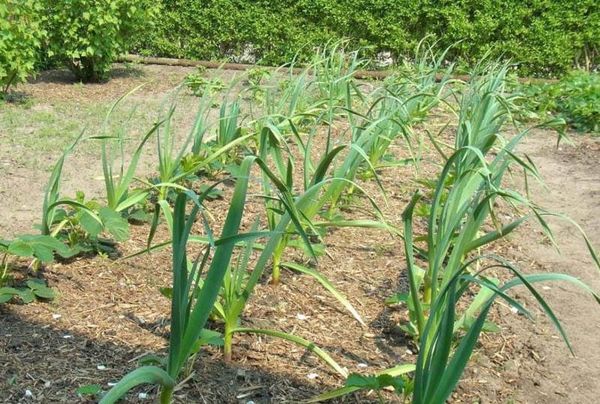 A jó terményhozás érdekében a fokhagymát etetni kell.