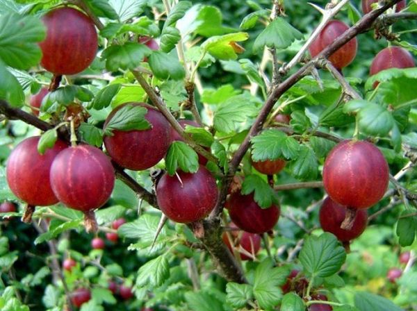 Грижата за цариградско грозде не е трудна