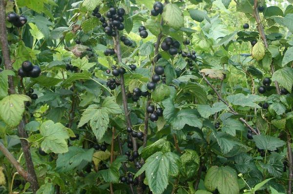 Почти всички градинари отглеждат касис.