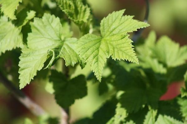 Храстите от касис се нуждаят от пролетни грижи