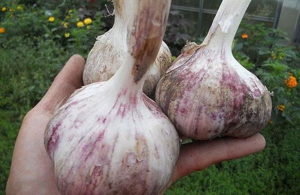 Marzeniem agronoma są obfite zbiory czosnku.