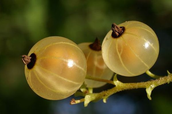 Die weiße Johannisbeere ist eng mit der roten und der schwarzen Johannisbeere verwandt.