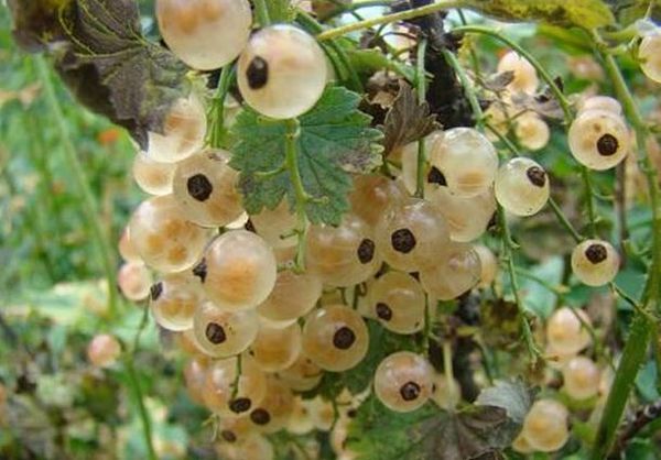 Baltās jāņogas izvada toksīnus un atkritumus Baltās jāņogas izvada toksīnus un atkritumus