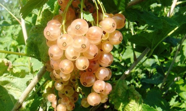 Versaļas baltajām jāņogām ir augsta raža Versaļas baltajām jāņogām ir augsta raža