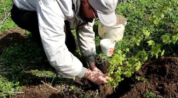 Versaļas baltajām jāņogām ir piemērota auglīga augsne. Versaļas baltajām jāņogām ir piemērota auglīga augsne.
