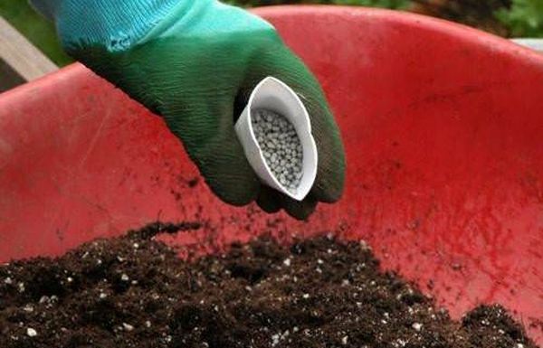 Lai iegūtu labu ražu, jāņogas ir nepieciešams mēslot. Lai iegūtu labu ražu, jāņogas ir nepieciešams mēslot.