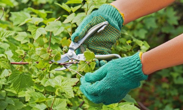 Pareiza apgriešana veicina stabilu augšanu Pareiza apgriešana veicina stabilu augšanu
