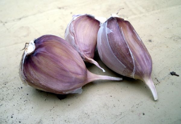 Hvidløg er en unik haveafgrøde.