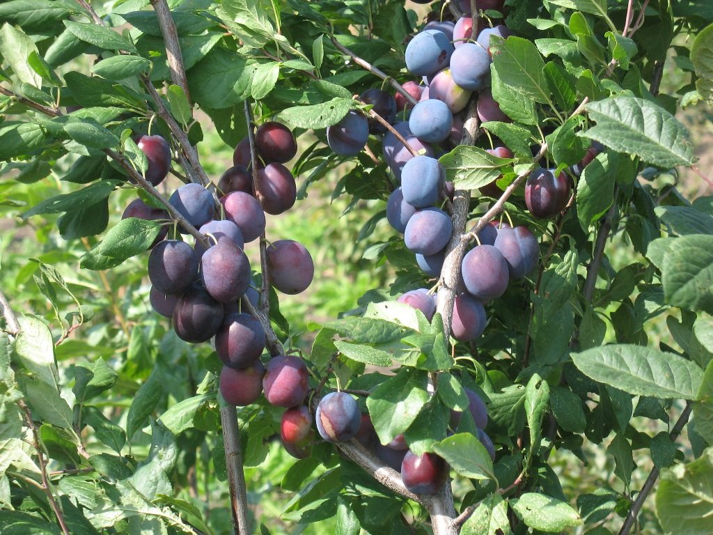 Melnās ērkšķogas labvēlīgo īpašību ziņā ir pārākas par zaļajām.
