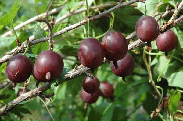 Ērkšķoga ir populārs ogu augs. Ērkšķoga ir populārs ogu augs.