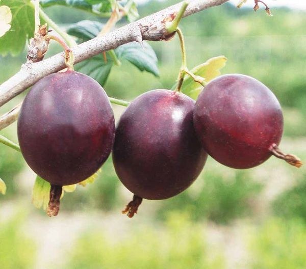 Somijas šķirnes ogas ir lielas Somijas šķirnes ogas ir lielas