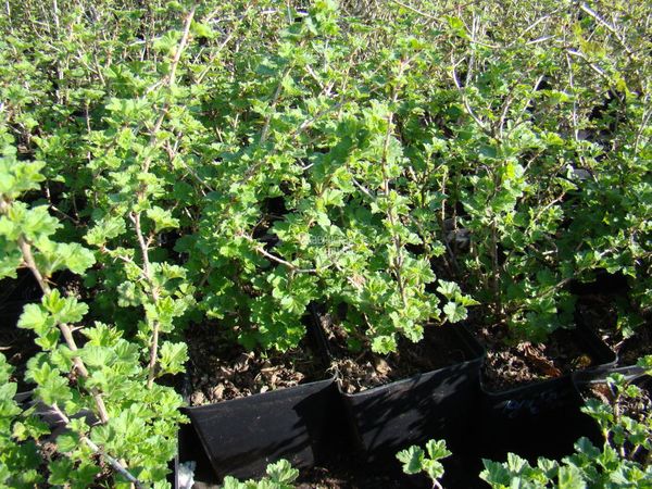 Ērkšķogu krūmiem ir nepieciešama pietiekami daudz vietas Ērkšķogu krūmiem ir nepieciešama pietiekami daudz vietas