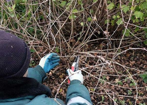 Atzarošana tiek veikta, lai veidotu krūmu. Atzarošana tiek veikta, lai veidotu krūmu.