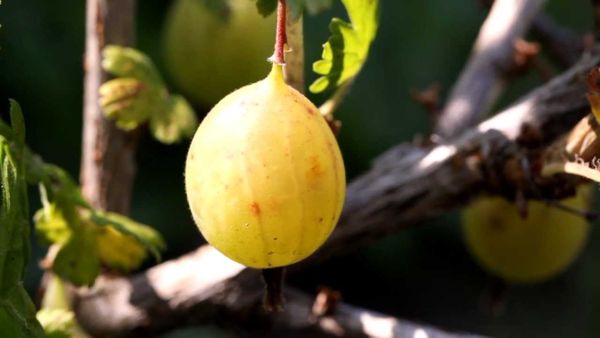 Somijas ērkšķogu šķirnes ir vidēji ražīgas Somijas ērkšķogu šķirnes ir vidēji ražīgas