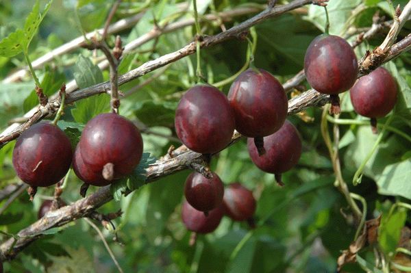 Gooseberry of the popular variety Olavi