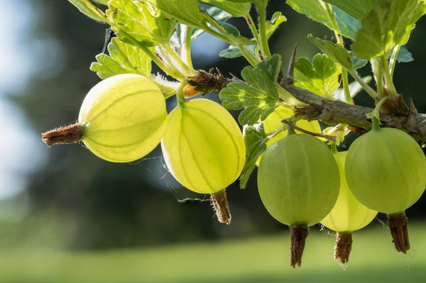 Gooseberries need fertilizing to ensure a productive harvest.