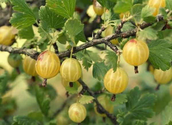 Popular gooseberry variety Amber
