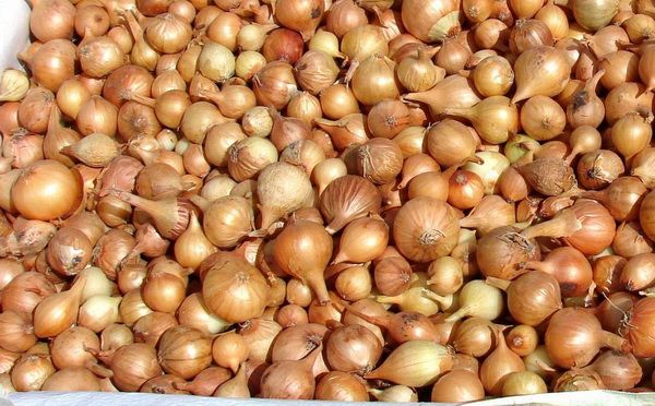 A hagyma az egyik legnépszerűbb növény