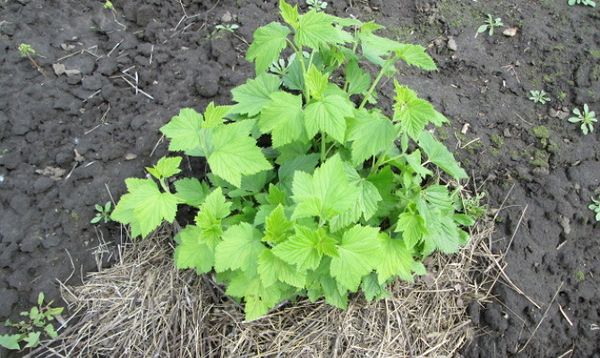 A népszerű fekete ribizli cserje