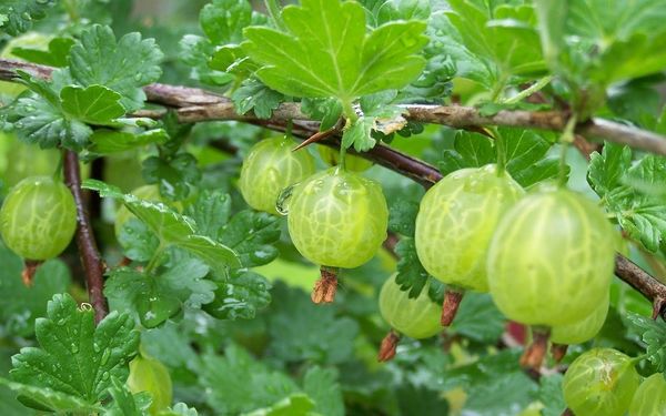 Gooseberry variety Green Rain