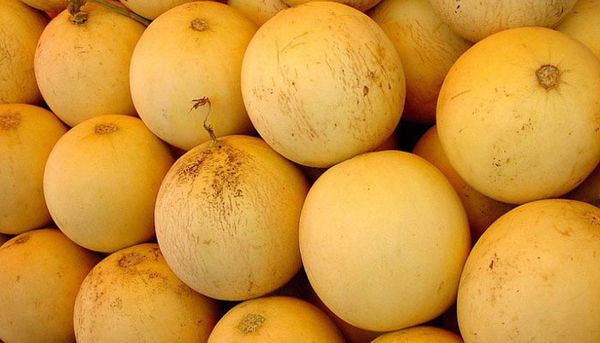 Kolkhoznitsa-melonen er egnet til dyrkning i den midterste zone.