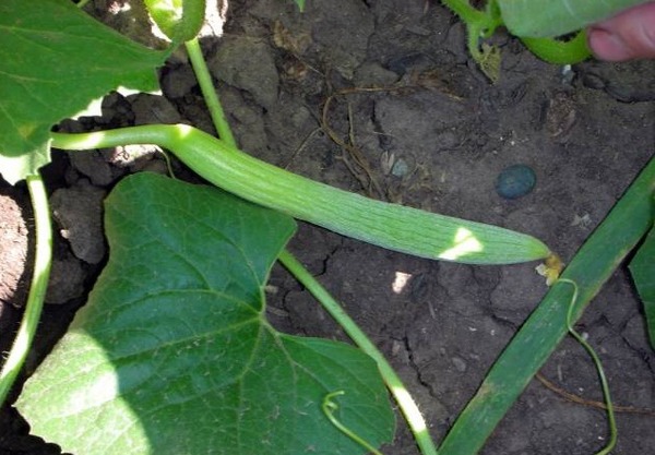 A kígyódinnye egy középszezonális fajta.