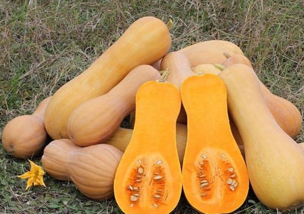 Butternut squash kan holde sig i mange måneder.