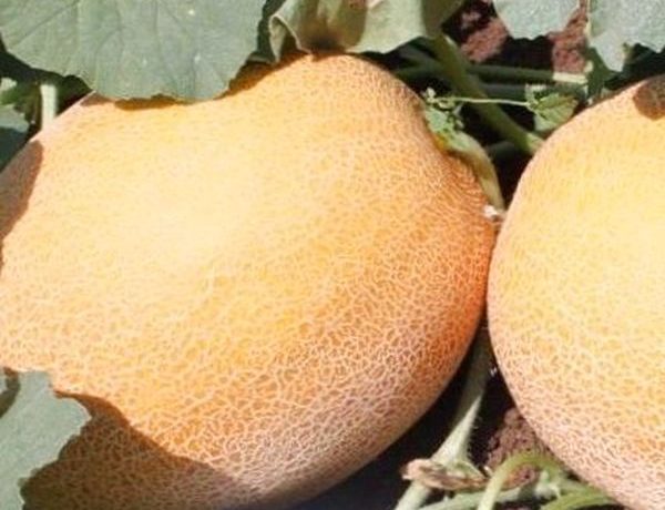 A Nevo dinnye a magok vetésétől számított 50 napon belül érik.